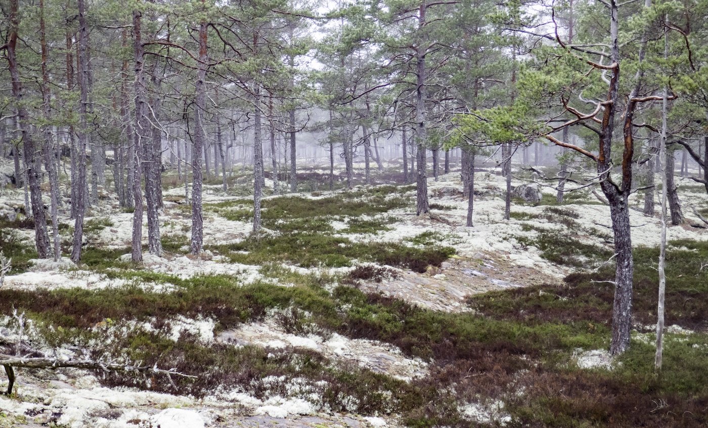 Förstoring Klyftamon Trollskog