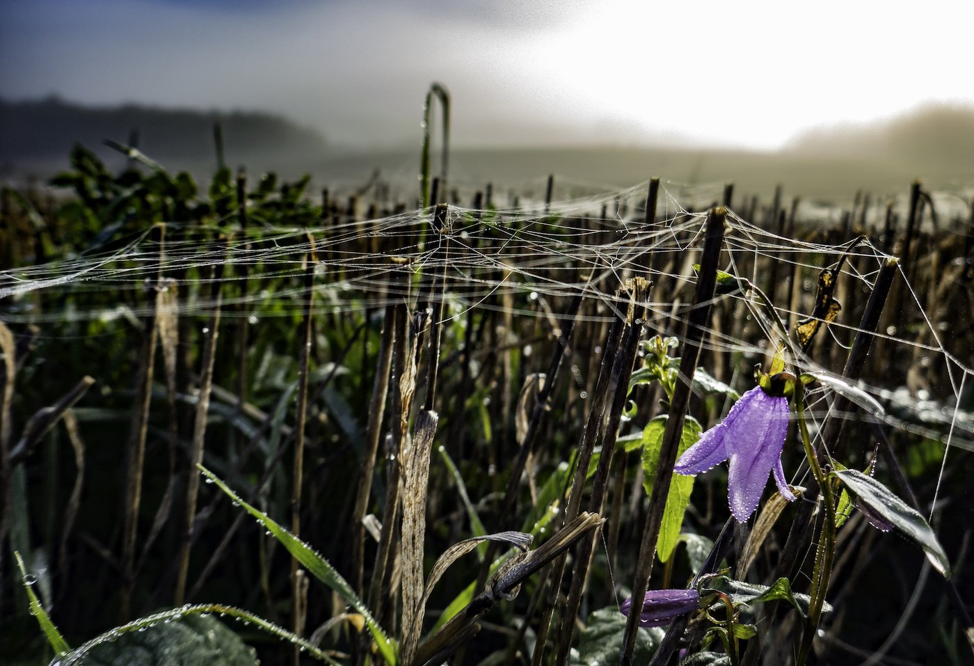 Förstoring Blomma i Spindelnät