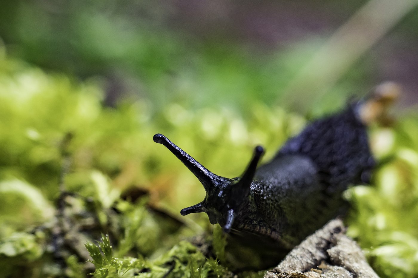 Förstoring Snigel i Mossan
